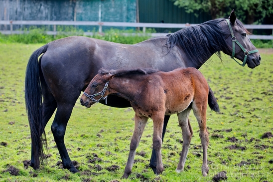 Dutch_horse_north_holland_nature_nederland_Landscape_Photography_048_Canon_EOS_5D_Mark_IV.JPG