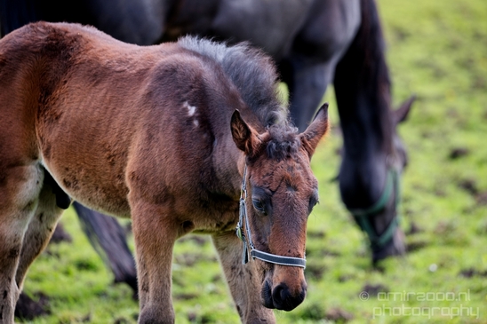 Dutch_horse_north_holland_nature_nederland_Landscape_Photography_050_Canon_EOS_5D_Mark_IV.JPG