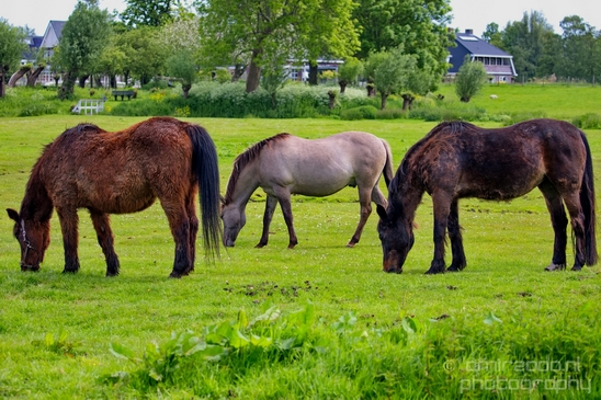 Dutch_horse_north_holland_nature_nederland_Landscape_Photography_051_Canon_EOS_5D_Mark_IV.JPG