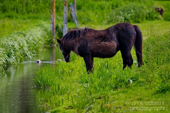 Dutch_horse_north_holland_nature_nederland_Landscape_Photography_052_Canon_EOS_5D_Mark_IV.JPG