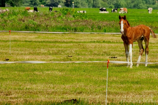 Dutch_horse_north_holland_nature_nederland_Landscape_Photography_053_Canon_EOS_5D_Mark_IV.JPG