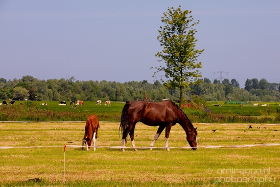 Dutch_horse_north_holland_nature_nederland_Landscape_Photography_054_Canon_EOS_5D_Mark_IV.JPG