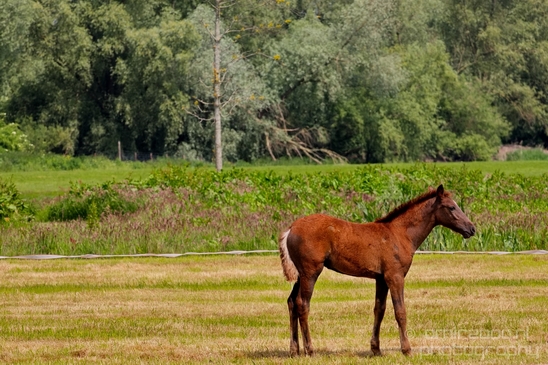 Dutch_horse_north_holland_nature_nederland_Landscape_Photography_055_Canon_EOS_5D_Mark_IV.JPG