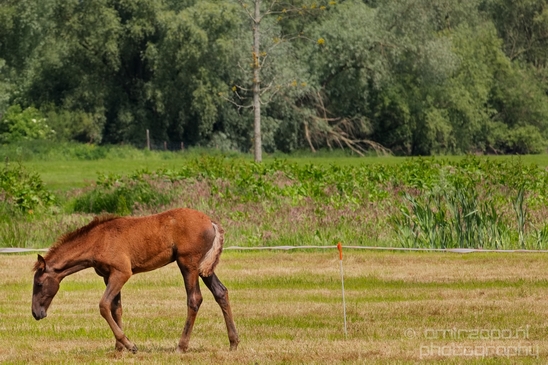Dutch_horse_north_holland_nature_nederland_Landscape_Photography_056_Canon_EOS_5D_Mark_IV.JPG