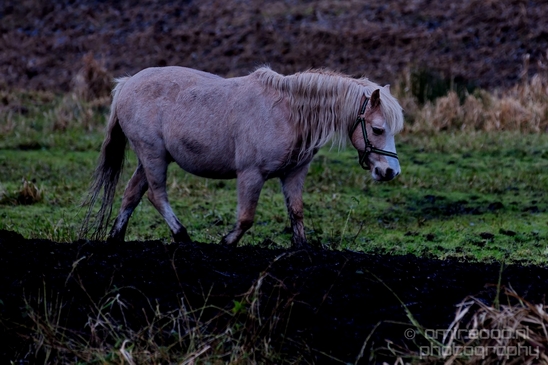 Dutch_horse_north_holland_nature_nederland_Landscape_Photography_057_Canon_EOS_5D_Mark_IV.JPG