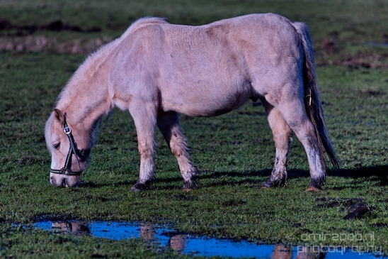 Dutch_horse_north_holland_nature_nederland_Landscape_Photography_059_Canon_EOS_5D_Mark_IV.JPG
