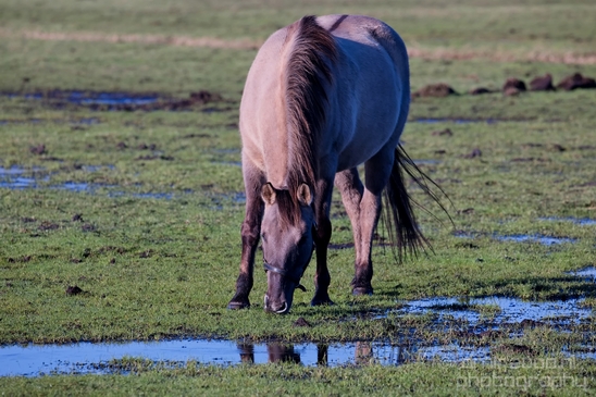 Dutch_horse_north_holland_nature_nederland_Landscape_Photography_060_Canon_EOS_5D_Mark_IV.JPG