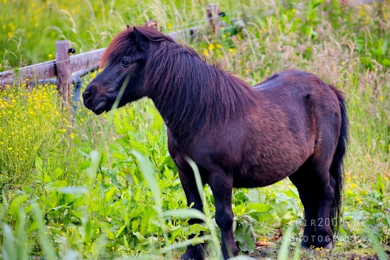 Dutch_horse_north_holland_nature_nederland_Landscape_Photography_061_Canon_EOS_5D_Mark_IV.JPG