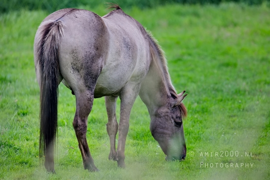 Dutch_horse_north_holland_nature_nederland_Landscape_Photography_062_Canon_EOS_5D_Mark_IV.JPG