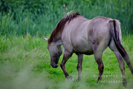 Dutch_horse_north_holland_nature_nederland_Landscape_Photography_063_Canon_EOS_5D_Mark_IV.JPG