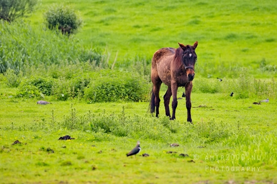 Dutch_horse_north_holland_nature_nederland_Landscape_Photography_064_Canon_EOS_5D_Mark_IV.JPG