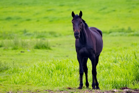 Dutch_horse_north_holland_nature_nederland_Landscape_Photography_065_Canon_EOS_5D_Mark_IV.JPG