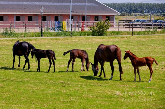 Dutch_horse_north_holland_nature_nederland_Landscape_Photography_066_Canon_EOS_5D_Mark_IV.JPG