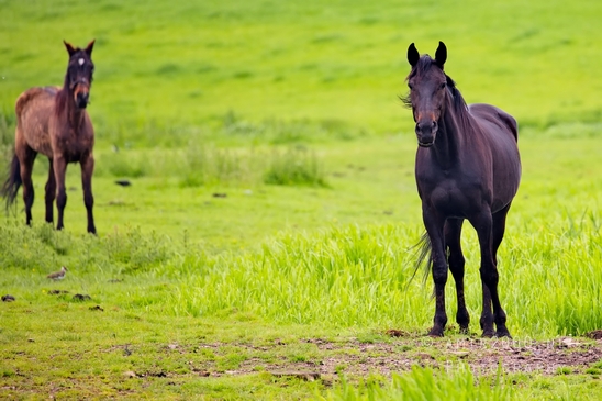 Dutch_horse_north_holland_nature_nederland_Landscape_Photography_067_Canon_EOS_5D_Mark_IV.JPG