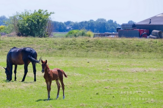 Dutch_horse_north_holland_nature_nederland_Landscape_Photography_069_Canon_EOS_5D_Mark_IV.JPG