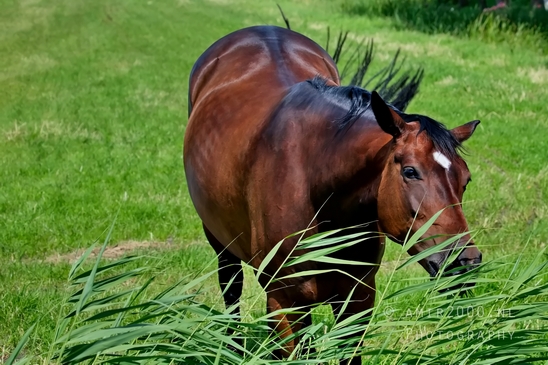 Dutch_horse_north_holland_nature_nederland_Landscape_Photography_070_Canon_EOS_5D_Mark_IV.JPG