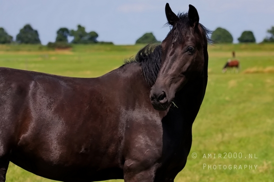 Dutch_horse_north_holland_nature_nederland_Landscape_Photography_071_Canon_EOS_5D_Mark_IV.JPG