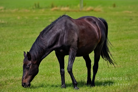 Dutch_horse_north_holland_nature_nederland_Landscape_Photography_072_Canon_EOS_5D_Mark_IV.JPG