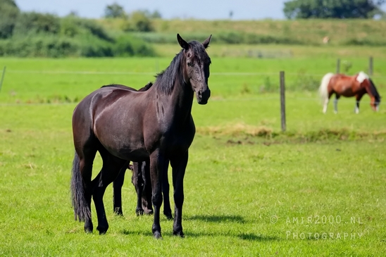 Dutch_horse_north_holland_nature_nederland_Landscape_Photography_073_Canon_EOS_5D_Mark_IV.JPG