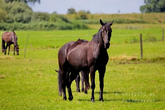 Dutch_horse_north_holland_nature_nederland_Landscape_Photography_074_Canon_EOS_5D_Mark_IV.JPG