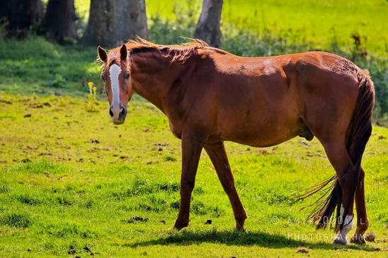 Dutch_horse_north_holland_nature_nederland_Landscape_Photography_075_Canon_EOS_5D_Mark_IV.JPG