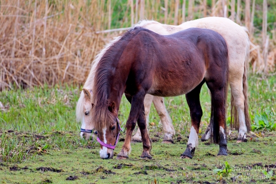 Dutch_horse_north_holland_nature_nederland_Photography_Landscape_001_Canon_EOS_5D_Mark_IV.JPG