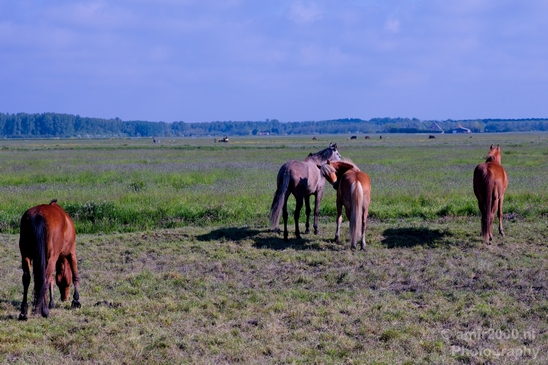 Dutch_horse_north_holland_nature_nederland_Photography_Landscape_002_Canon_EOS_5D_Mark_IV.JPG