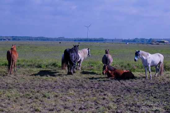 Dutch_horse_north_holland_nature_nederland_Photography_Landscape_003_Canon_EOS_5D_Mark_IV.JPG