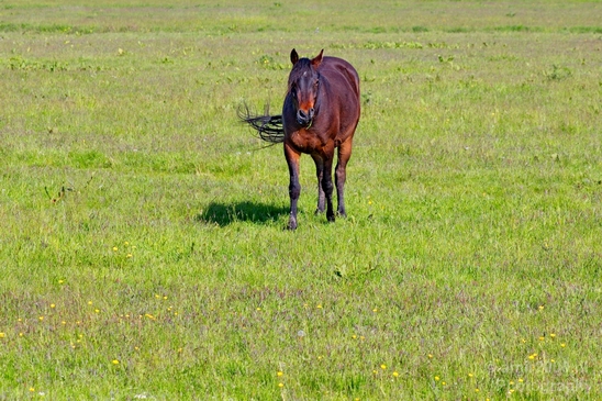 Dutch_horse_north_holland_nature_nederland_Photography_Landscape_004_Canon_EOS_5D_Mark_IV.JPG