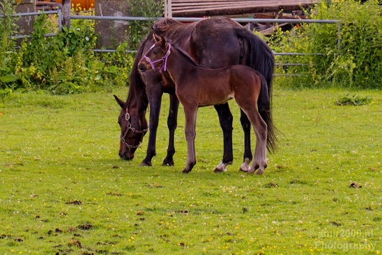 Dutch_horse_north_holland_nature_nederland_Photography_Landscape_005_Canon_EOS_5D_Mark_IV.JPG