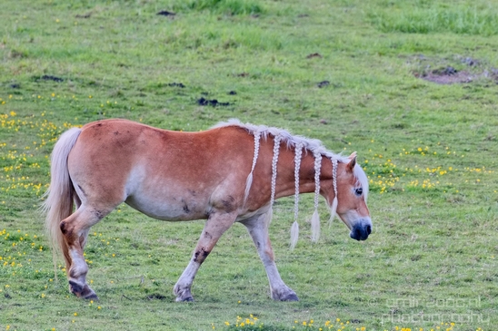 Dutch_horse_north_holland_nature_nederland_Photography_Landscape_006_Canon_EOS_5D_Mark_IV.JPG