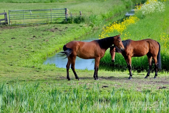Dutch_horse_north_holland_nature_nederland_Photography_Landscape_007_Canon_EOS_5D_Mark_IV.JPG