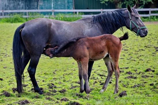 Dutch_horse_north_holland_nature_nederland_Photography_Landscape_008_Canon_EOS_5D_Mark_IV.JPG