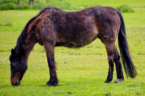 Dutch_horse_north_holland_nature_nederland_Photography_Landscape_009_Canon_EOS_5D_Mark_IV.JPG