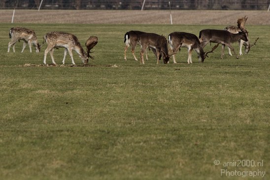 Dutch_landscape_Vogelenzang_Nature_Photography_009_Canon_EOS_7D.JPG