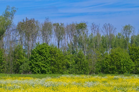 Dutch_landscape_nederlandse_landschap_spring_lente_Photography_001_Canon_EOS_7D.JPG