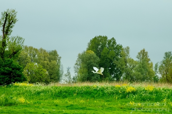 Dutch_landscape_nederlandse_landschap_spring_lente_nature_Photography_015_Canon_EOS_5D_Mark_IV.JPG