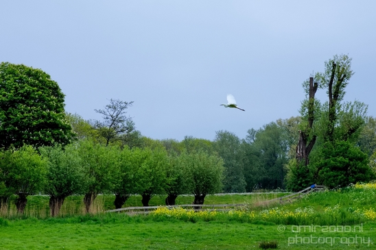 Dutch_landscape_nederlandse_landschap_spring_lente_nature_Photography_016_Canon_EOS_5D_Mark_IV.JPG