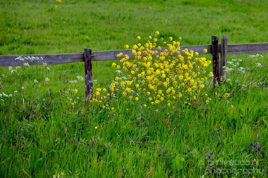 Dutch_landscape_nederlandse_landschap_spring_lente_nature_Photography_018_Canon_EOS_5D_Mark_IV.JPG