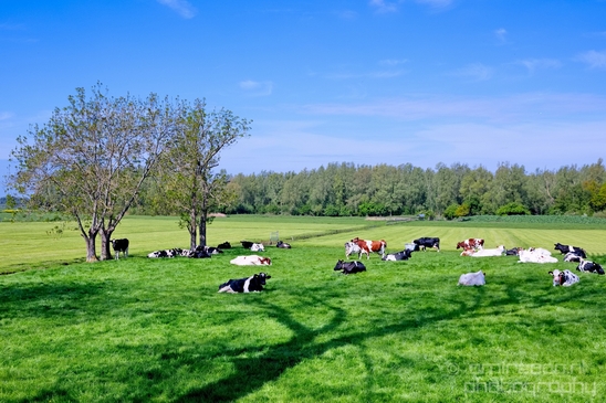 Dutch_landscape_nederlandse_landschap_spring_lente_nature_Photography_031_Canon_EOS_5D_Mark_IV.JPG