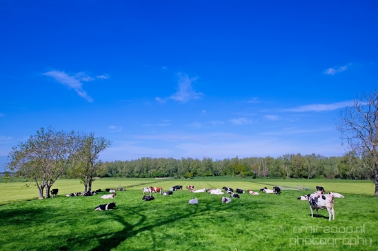 Dutch_landscape_nederlandse_landschap_spring_lente_nature_Photography_033_Canon_EOS_5D_Mark_IV.JPG
