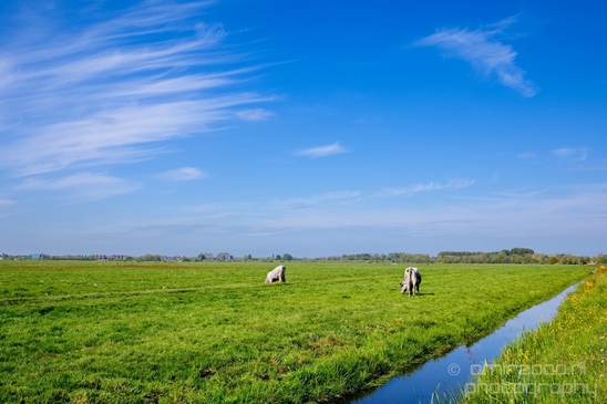 Dutch_landscape_nederlandse_landschap_spring_lente_nature_Photography_035_Canon_EOS_5D_Mark_IV.JPG