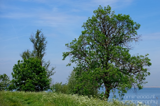 Dutch_landscape_nederlandse_landschap_spring_lente_nature_Photography_048_Canon_EOS_5D_Mark_IV.JPG