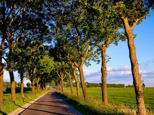 Dutch_landscape_nederlandse_landschap_spring_lente_nature_Photography_061_Canon_EOS_5D_Mark_IV.JPG