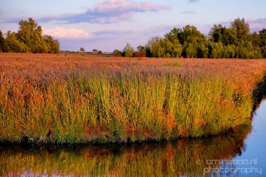 Dutch_landscape_nederlandse_landschap_spring_lente_nature_Photography_077_Canon_EOS_5D_Mark_IV.JPG