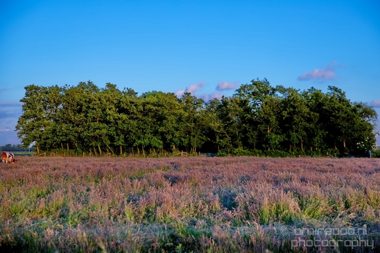 Dutch_landscape_nederlandse_landschap_spring_lente_nature_Photography_080_Canon_EOS_5D_Mark_IV.JPG