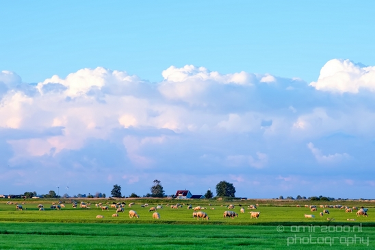 Dutch_landscape_nederlandse_landschap_spring_lente_nature_Photography_083_Canon_EOS_5D_Mark_IV.JPG