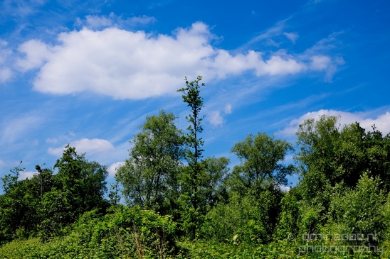Dutch_landscape_nederlandse_landschap_spring_lente_nature_Photography_094_Canon_EOS_5D_Mark_IV.JPG