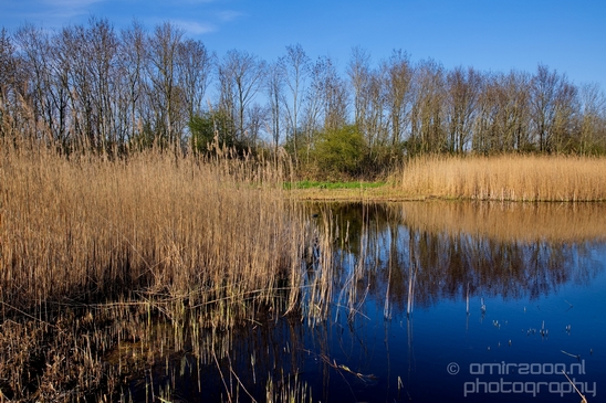 Dutch_landscape_nederlandse_landschap_spring_lente_nature_Photography_117_Canon_EOS_5D_Mark_IV.JPG