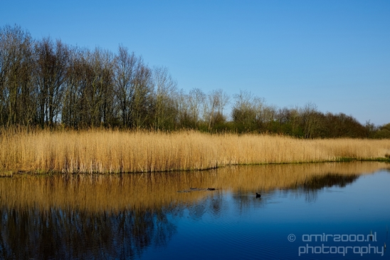 Dutch_landscape_nederlandse_landschap_spring_lente_nature_Photography_118_Canon_EOS_5D_Mark_IV.JPG
